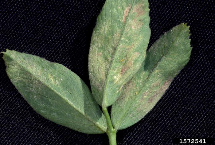 سفیدك كرك دار  (Downy mildew)